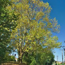 Platan javorolistý - Platanus x hybrida