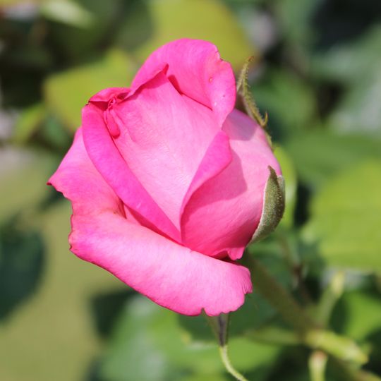 Rosaleda de la Avenida del Ejercito en Guadalajara
