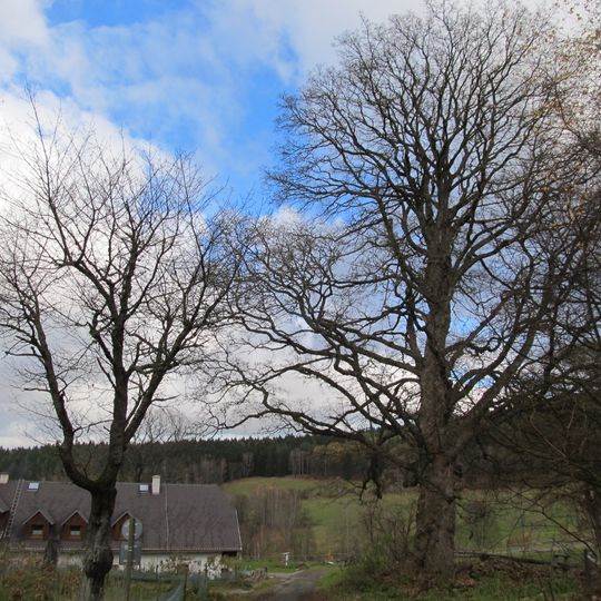 Javor klen u Nového Sedla II.