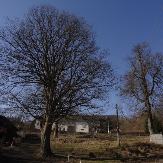 Památné stromy u Klingerů