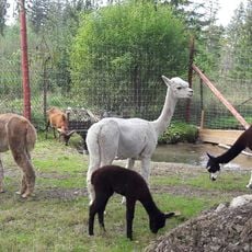 Tatrzańskie ZOO i Bagno Shreka