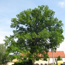 Luther oak Kleinluga