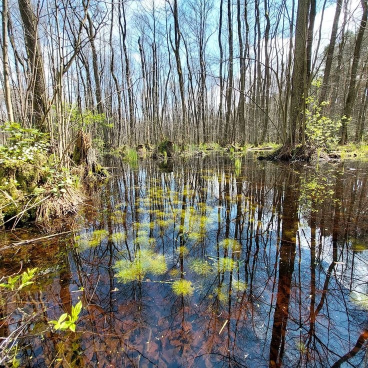 Kampinos nationalpark
