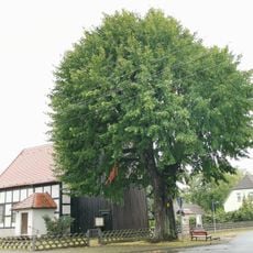 Sommerlinde an der Dorfkirche Lieske