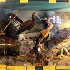 Musei di Villa Baciocchi - Museo zoologico e centro di documentazione archeologica della Valdera