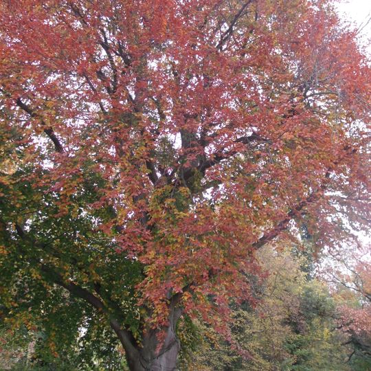 Naturdenkmal Buche-Blutbuche Ostrower Damm Nr. 1, auf Grundstückvor alter Villa in Mitte