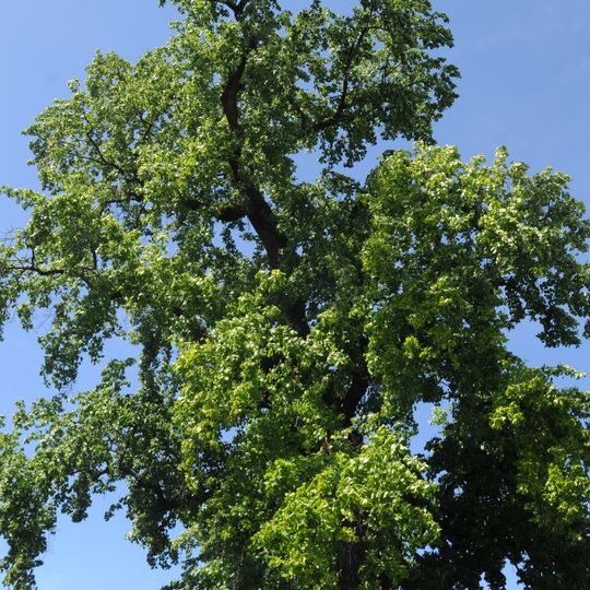 Árvore isolada em Jardim do Palácio dos Biscainhos