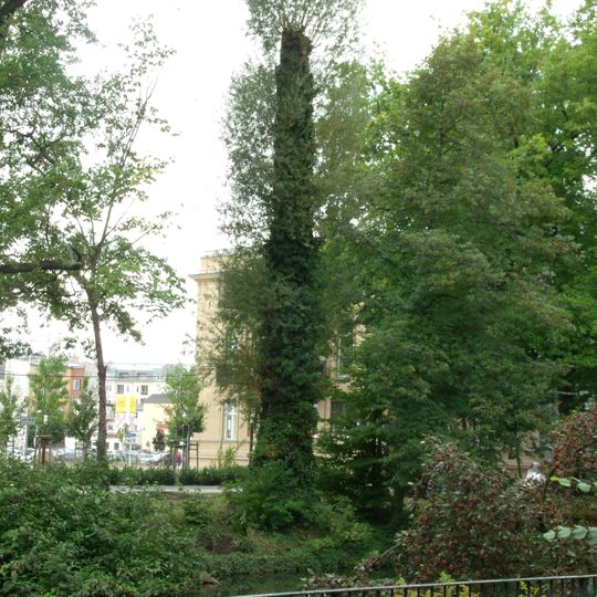 Naturdenkmal Weide-Silberweide Ostrower Damm in Mitte