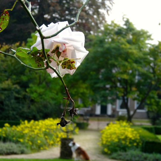 De Horte: parkaanleg