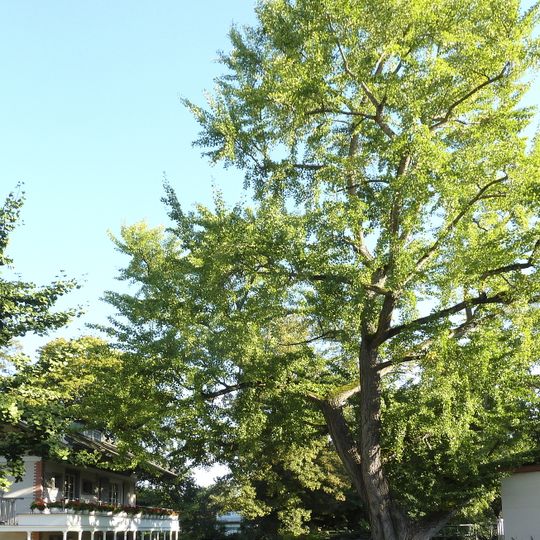 Ginkgo in Rödelheim