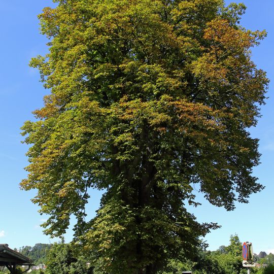 Rosskastanie beim Lokalbahnhof