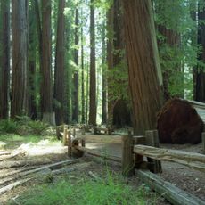 Richardson Grove State Park