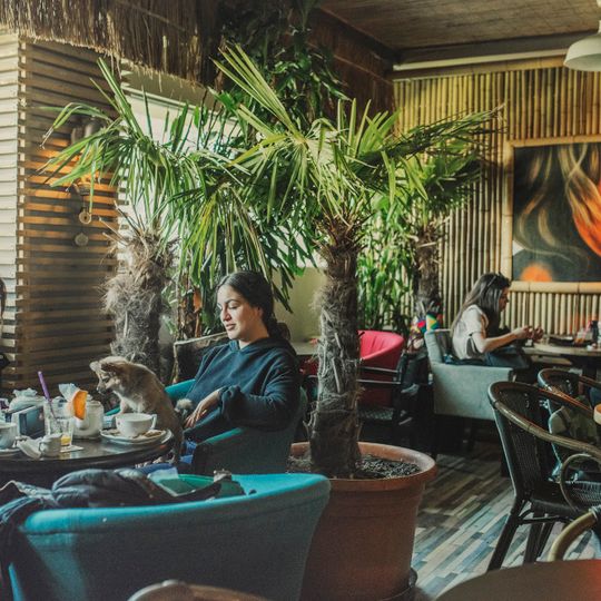 Tiki Bistro