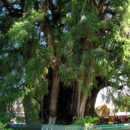 Árbol del Tule