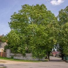 Platan u zámku v Chotýšanech