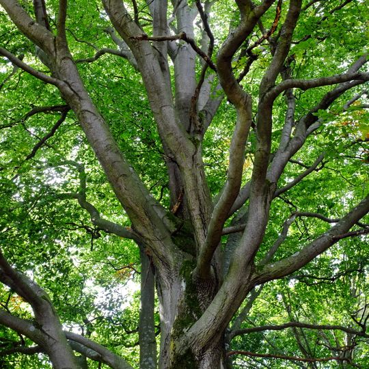 Buk u Krásné Lípy