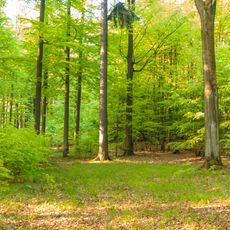 Přírodní památka Bučina - Spálený kopec