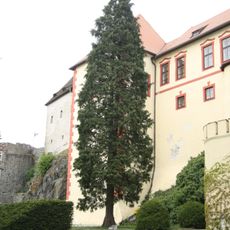 Kámenský cypřišek