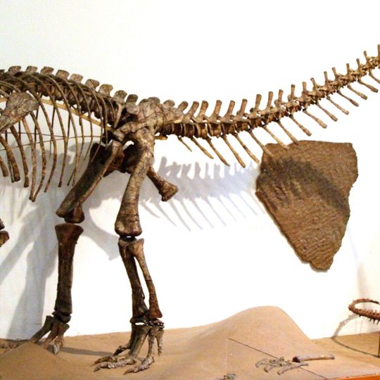 Paläontologische Sammlung der Universität Tübingen