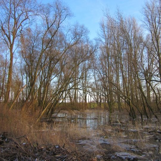 Hockenheimer Rheinbogen