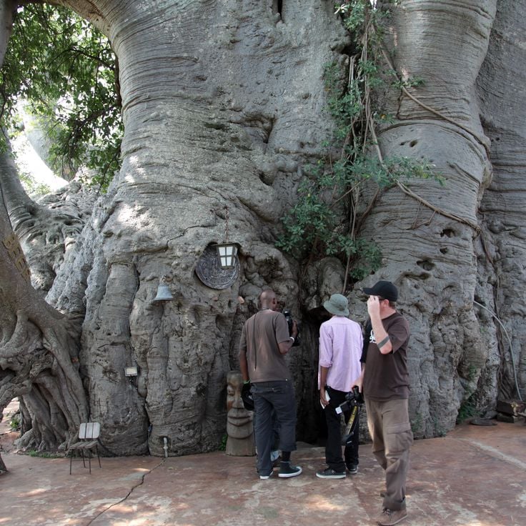 Baobab Limpopo