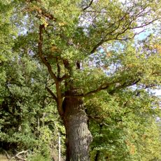 Dub u Zadního dvora 5