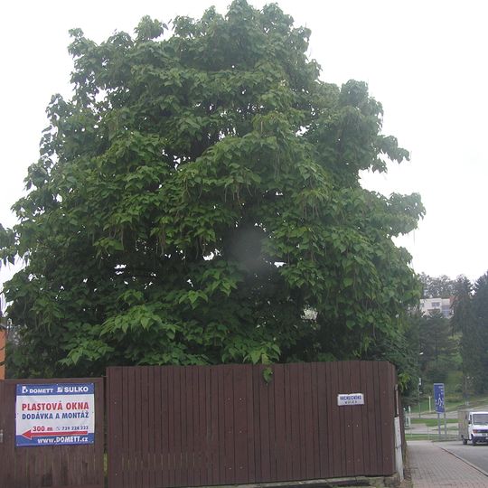 Katalpa trubačovitá