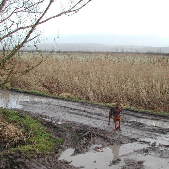 Puxton Moor