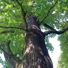 Dub letní na Hluboké IV