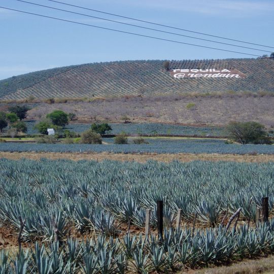 Paesaggio di agave e antiche industrie per la produzione di Tequila