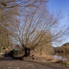 Vrba v Hradových Střimelicích