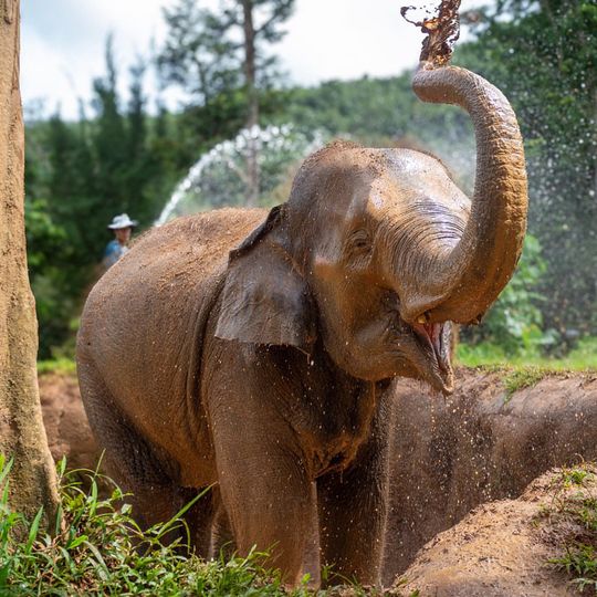 Phuket Nature Elephant Reserve