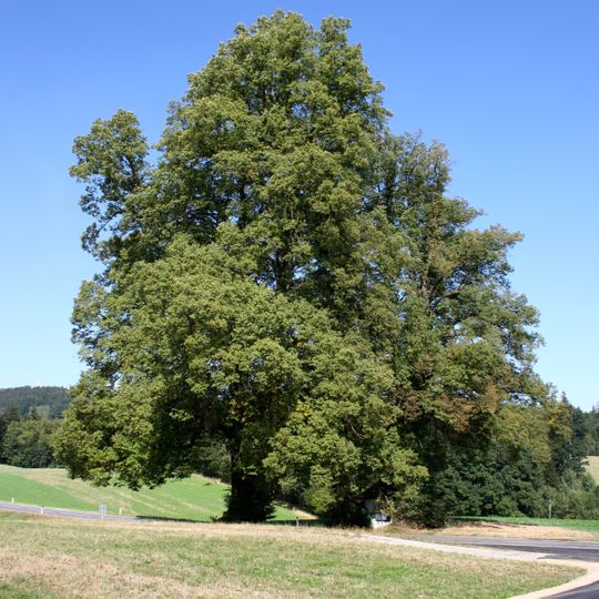 Winterlinden in Zwickledt