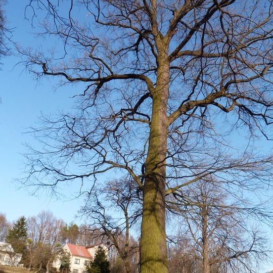 Dub letní no. 1, Dolní Marklovice