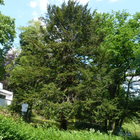 Gemeine Eibe Wallotstraße 17a