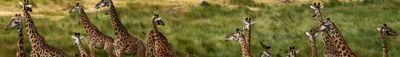 Panoramic View 1