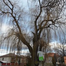 Vrba bílá v Křečhoři