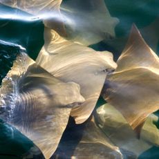 Reserva Marina de Galápagos