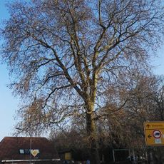Naturdenkmal Platane an der Eisdiele