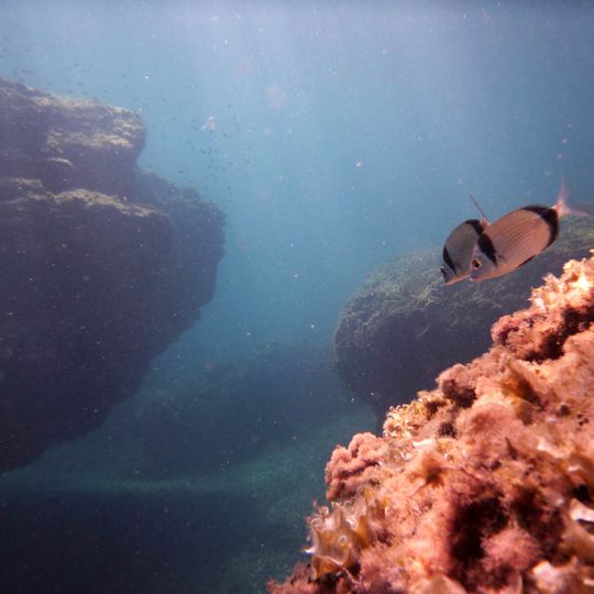 Reserva Marina de Cabo de Palos-Islas Hormigas