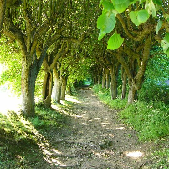 Lindenallee vom Kloster zum ehemaligen Mönchsspielplatz