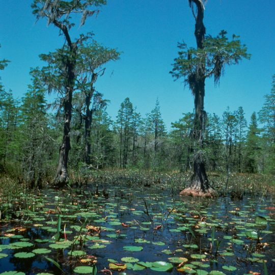Okefenokee Wilderness
