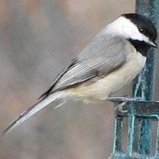 Lake Norman State Park
