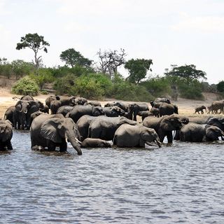 Kavango-Sambesi-Schutzgebiet