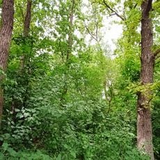 Mariupol's'ka lisova Dacha Protected Tract