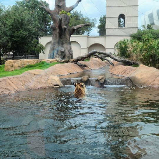 Mike the Tiger Habitat