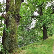 Oak (northly) at the dam Kirchenteich (Grethen)