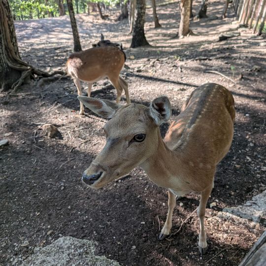 Oasi faunistica del Daino-Cervo- Parco Gallipoli Cognato