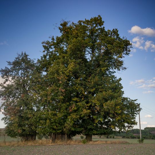 Skupina 5 lip malolistých u Třebska