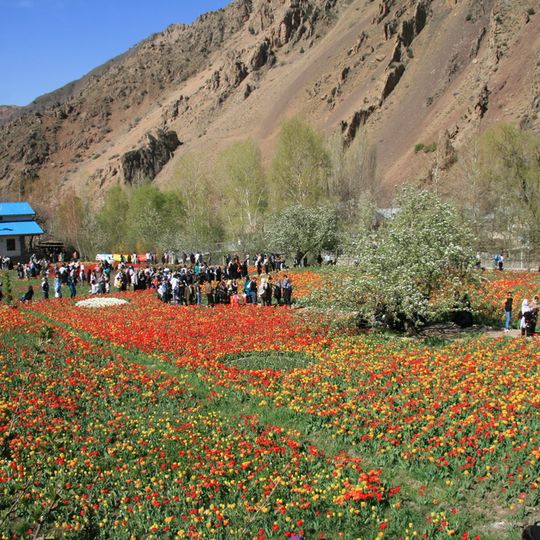 Gachsar Tulip Garden